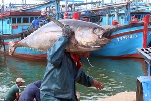 Đánh bắt cá bất hợp pháp có thể bị phạt tới 2 tỷ đồng