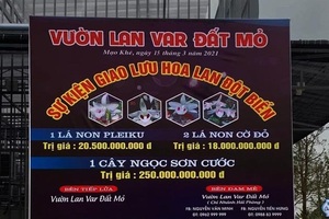 Đánh thuế giao dịch lan đột biến tiền tỷ: Nhà vườn hết thời thổi giá?