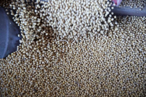 Doanh nghiệp Trung Quốc vẫn mua hàng Mỹ bất chấp lệnh dừng mua