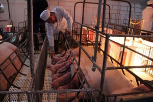 Dứt giấc mơ “ông chủ thầu” về quê nuôi lợn, người đàn ông tuổi 40 sở hữu HTX doanh thu triệu đô
