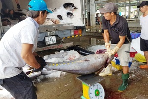 Giáp Tết, đơn hàng cá ngừ đại dương đi Mỹ, châu Âu... tăng vọt