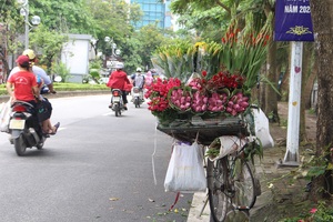 Hà Nội: Hoa sen xuống phố, thơm ngát cả vùng trời!