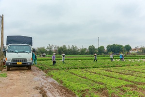 Hải Dương: Cà rốt "ra khơi", hàng ngon tăng giá sau lệnh gỡ phong tỏa