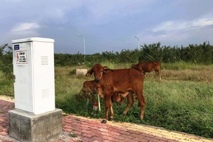 Hàng loạt chủ đầu tư bất động sản có dấu hiệu lừa đảo sẽ bị điều tra, khởi tố?