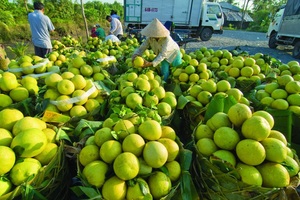 Hàng trăm nghìn tấn rau, cá, lợn, gà của các tỉnh phía Nam cần "cứu" đầu ra