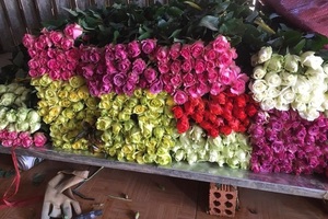 Hoa hồng tăng giá mạnh dịp Lễ tình nhân Valentine