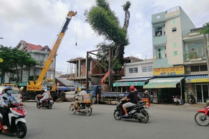 Hơn nửa tỷ đồng gia cố cây da cao hơn tòa nhà 4 tầng