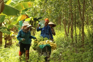 Vỡ mộng với chuối xuất khẩu, đổ cho trâu bò ăn, làm phân do dịch Covid-19