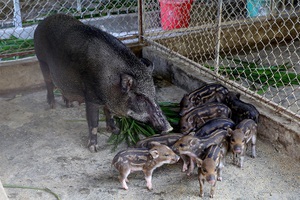 Kết con “dễ thương”, dưỡng con “lầm lừ”, thu hàng trăm triệu đồng/năm