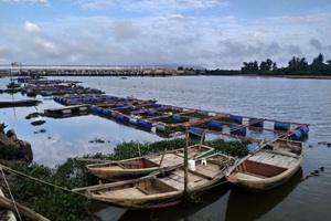 Làng bè “treo” lồng vì trắng cá ngày cận Tết