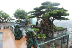 Mãn nhãn với vườn cây bonsai dáng quái giữa “lưng chừng trời” ở Hà Nội