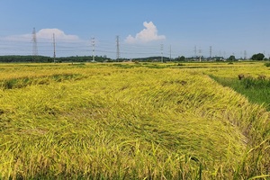 Máy gặt không dám đến ruộng, nông dân "ngồi trên đống lửa"