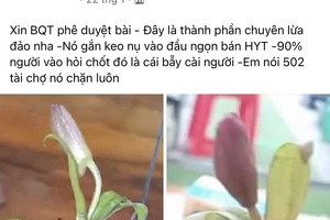 Mù quáng lao vào lan đột biến tiền tỷ: Kẻ bán nhà, người vỡ nợ (!?)