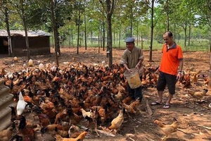 Ngày ăn mối, tối leo cây: Đặc phẩm tiến vua trăm năm tuổi vùng 'đất lửa'