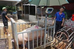 Nghi vấn thao túng giá thịt heo, Thủ tướng chỉ đạo 3 bộ xem xét, xử lý