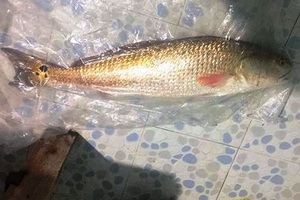 Ngư dân rao bán cá nặng 4,5 kg nghi sủ vàng quý hiếm