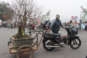 "Người vận chuyển" chạy "sô", kiếm tiền triệu mỗi ngày nhờ chở cây cảnh