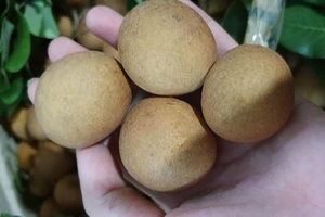 Nhãn bắp cải, hàng Việt cực hiếm, giá cực đắt có tiền khó mua