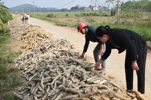Lũ rút, nông dân xót xa nhìn sắn thối rữa, bốc mùi từ lòng đất