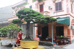 Nữ đại gia bỏ đam mê siêu xe sang để "tậu" tùng cổ triệu đô
