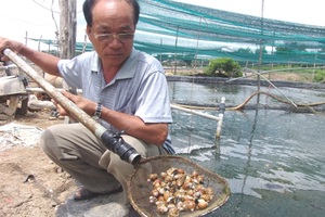 Nuôi loài “ốc phá sản”, lão nông vẫn thu tiền tỷ mỗi năm