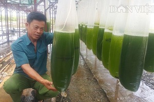 Nuôi thứ nước xanh lè mà lãi trăm triệu; Ốc “của quý” 2,5 triệu đồng/kg bán đầy đường