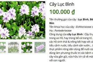 Ở quê bỏ đi lợn cũng không ăn, lên mạng bán 50 ngàn đồng/cây