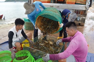 Phú Yên: Thị trường Trung Quốc “chê” tôm hùm, ngư dân lao đao