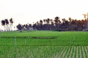 Quảng Ngãi: "Sóng ngầm" chuyển nhượng đất nông nghiệp ở Lý Sơn