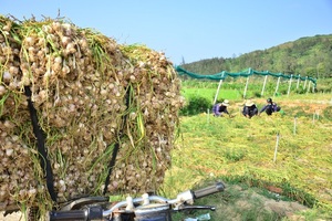 Quảng Ngãi: Yêu cầu đính chính thông tin về tỏi Lý Sơn trong chương trình "Thương vụ bạc tỷ"