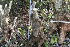Sự thật giấu kín về gốc cây như củi khô trả 160 triệu đồng không bán