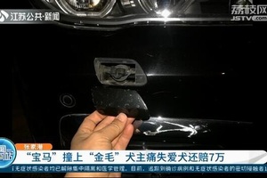 Thả rông chó khiến xe BMW tông vào, chủ vật nuôi phải đền nặng