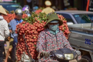 Vải Thanh Hà được mùa, người dân lo mất giá vì ảnh hưởng dịch Covid-19