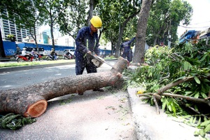 TPHCM: Khó đấu thầu chăm sóc cây xanh do… ảnh hưởng biến đổi khí hậu?