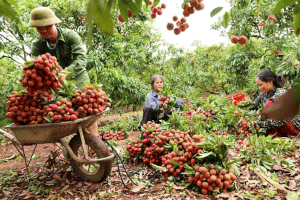 Kênh trực tuyến và siêu thị chung tay tiêu thụ nông sản