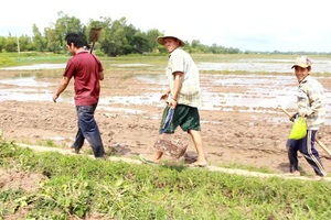 Về miền Tây mùa lũ, xem thợ săn chuột đồng “hốt bạc”