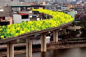 Bất ngờ hình ảnh "chế" đường sắt trên cao Cát Linh - Hà Đông thành con đường hoa cải