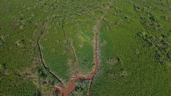 Lush mangrove forest in Thai Binh