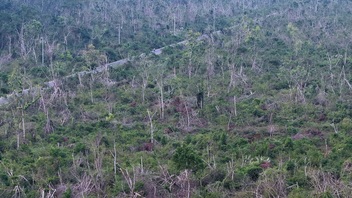 Cat Ba forest largely damaged following devastating storm