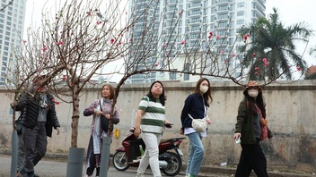 Hanoi people buy peach blossoms for Tet decorations