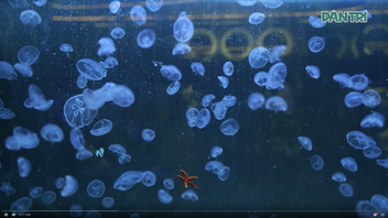 First jellyfish aquarium draws visitors in Ho Chi Minh City