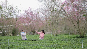 Dalat cherry blossoms attract visitors