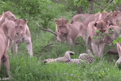 Báo hoa mai lọt vào vòng vây của 12 con sư tử và cái kết bi đát