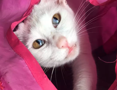 Mèo trắng có tròng mắt 2 màu cực hiếm