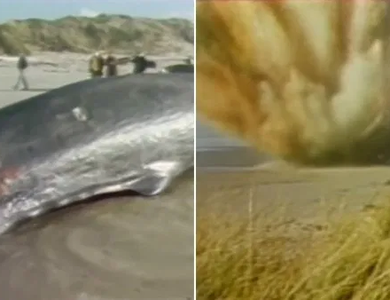 Tiêu hủy cá voi bằng nửa tấn thuốc nổ và cái kết