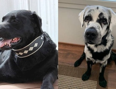 Chú chó nổi tiếng vì từ màu đen tuyền thành khoang đen trắng