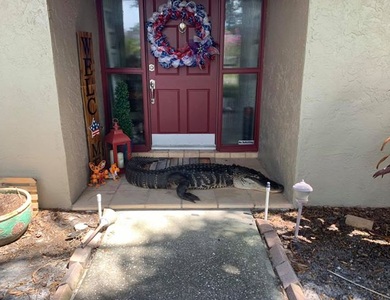 Cá sấu cụt chân chắn ngang cửa nhà gia đình ở Florida