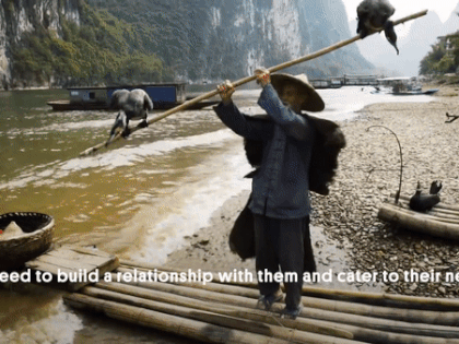 Độc đáo nghệ thuật câu cá trên sông ... bằng chim