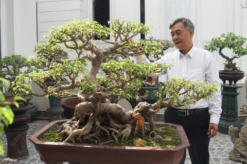 Đại gia chi gần 10 tỷ đồng mua cây cảnh đặt trên sân thượng ngắm mỗi ngày