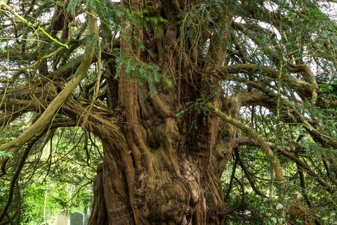 Kỳ lạ cây đại thụ cao gần 17 m chuyển giới sau 3.000 năm
